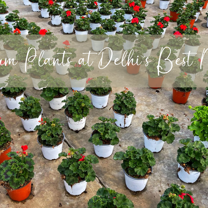 Best Plant Nursery in Delhi for Premium and Affordable Plants