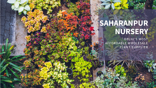 Saharanpur Nursery: Delhi’s Most Affordable Wholesale Plant Supplier
