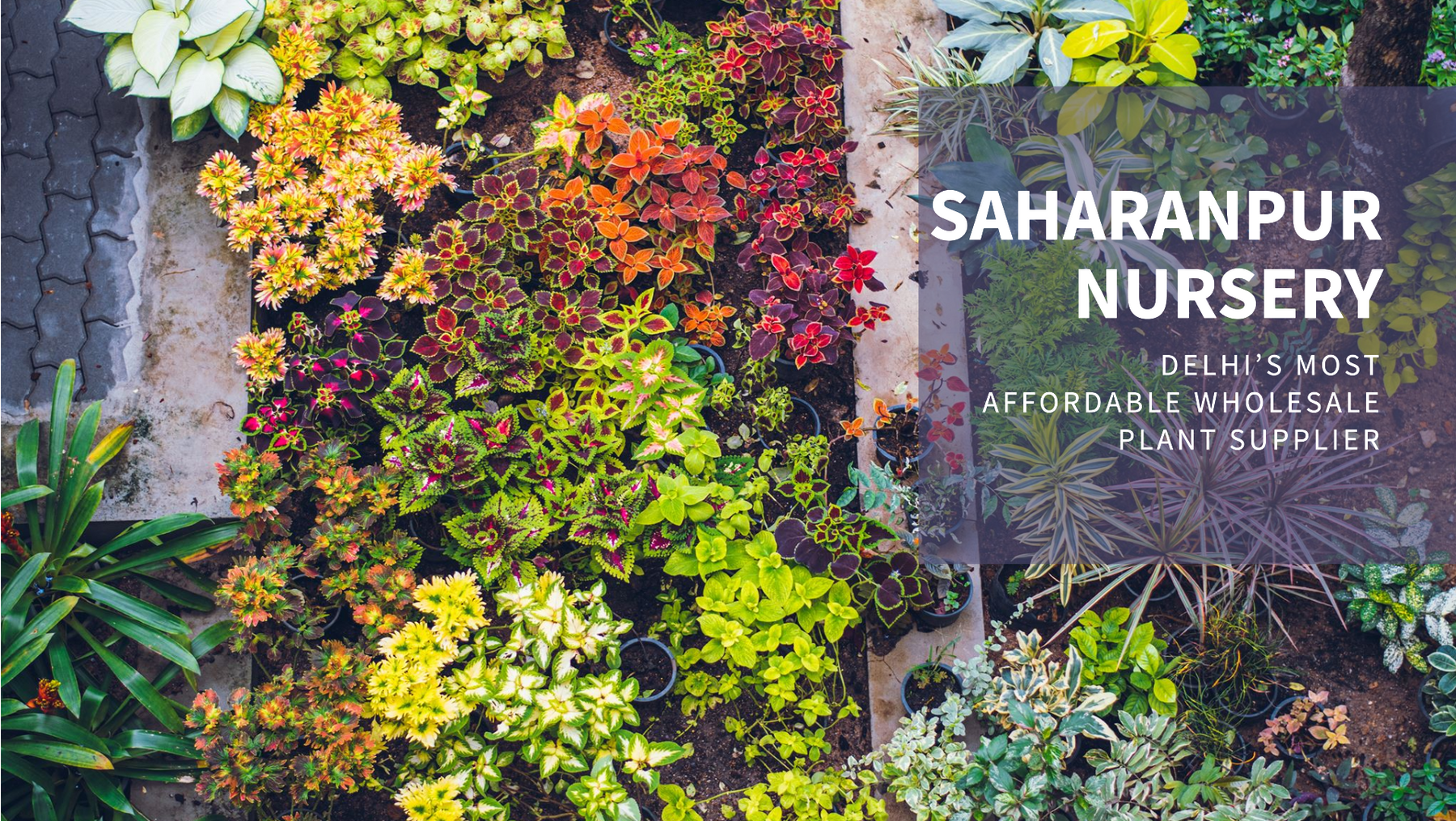 Saharanpur Nursery: Delhi’s Most Affordable Wholesale Plant Supplier