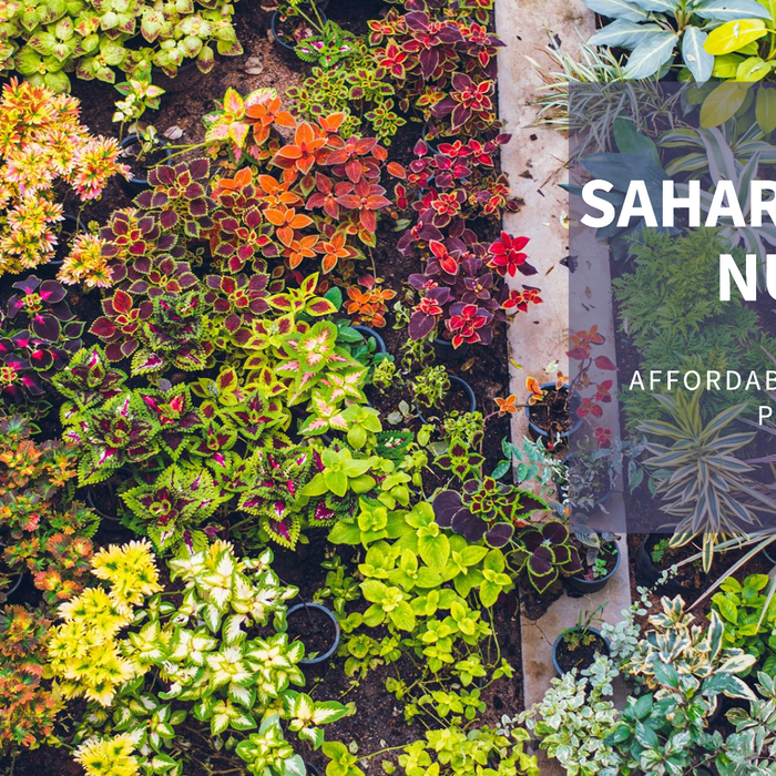Saharanpur Nursery: Delhi’s Most Affordable Wholesale Plant Supplier