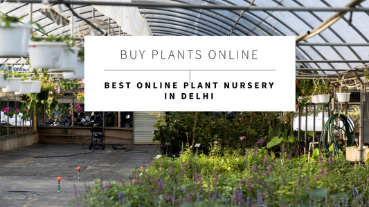 Buy Plants Online: Best Online Plant Nursery in Delhi