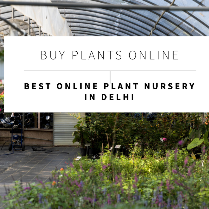 Buy Plants Online: Best Online Plant Nursery in Delhi