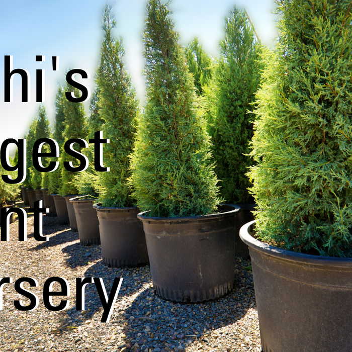 The Biggest Plant Nursery in Delhi for Bulk Orders