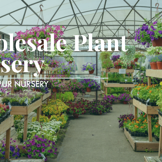 Top Wholesale Plant Nursery in Delhi with Delivery Services
