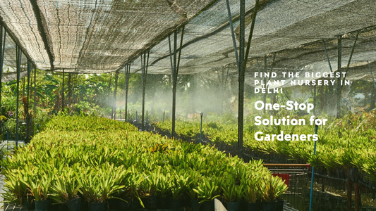 Biggest Plant Nursery in Delhi: A One-Stop Solution for Gardeners