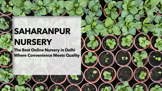 Online Plant Nursery in Delhi: Convenience Meets Quality
