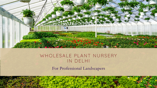 Best Wholesale Plant Nursery in Delhi for Professional Landscapers