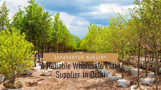 Delhi’s Most Reliable Wholesale Plant Supplier for Bulk Plants