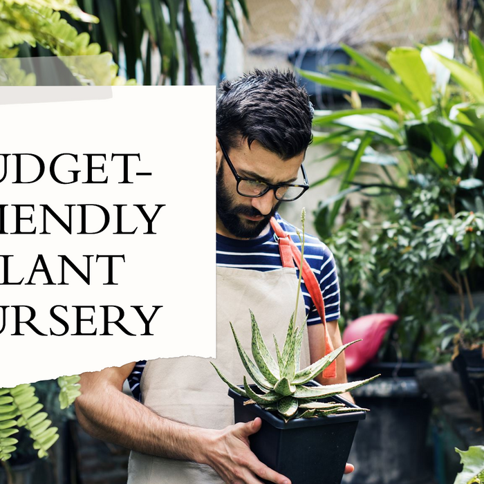 Find the Cheapest Plant Nursery in Delhi for Budget-Friendly Gardening