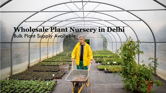 Best Wholesale Plant Nursery in Delhi for Bulk Plant Supply