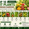 Best Fruit Plants for Indian Gardens (2026) | Top 10 Easy-to-Grow Fruit Plants by Saharanpur Nursery