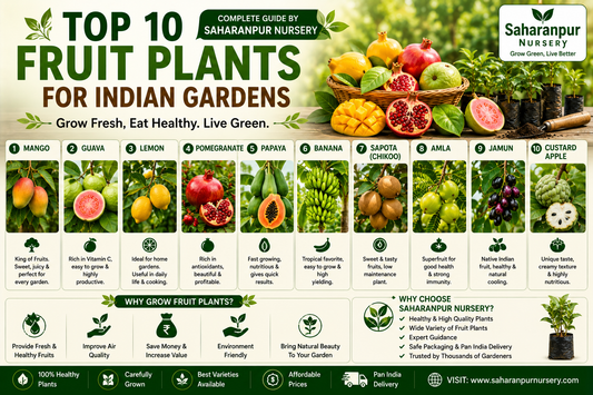 Best Fruit Plants for Indian Gardens (2026) | Top 10 Easy-to-Grow Fruit Plants by Saharanpur Nursery