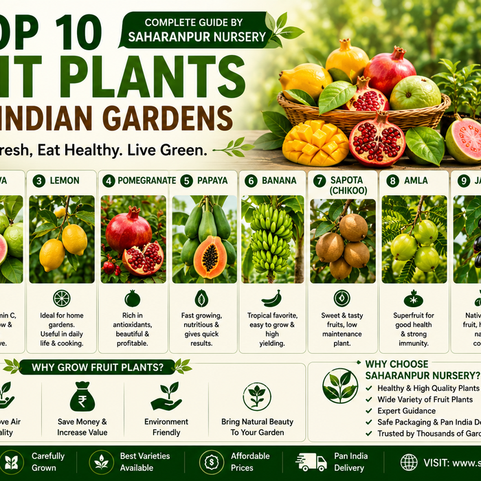 Best Fruit Plants for Indian Gardens (2026) | Top 10 Easy-to-Grow Fruit Plants by Saharanpur Nursery