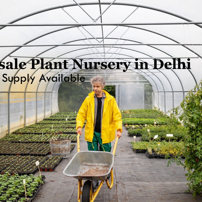 Best Wholesale Plant Nursery in Delhi for Bulk Plant Supply