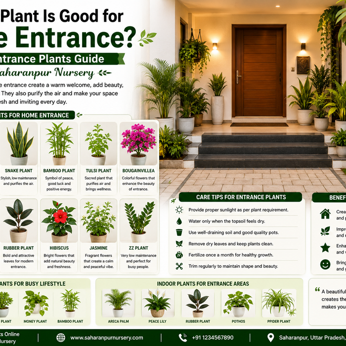 Which Plant Is Good for Home Entrance? | Best Entrance Plants Guide by Saharanpur Nursery (2026 Guide)