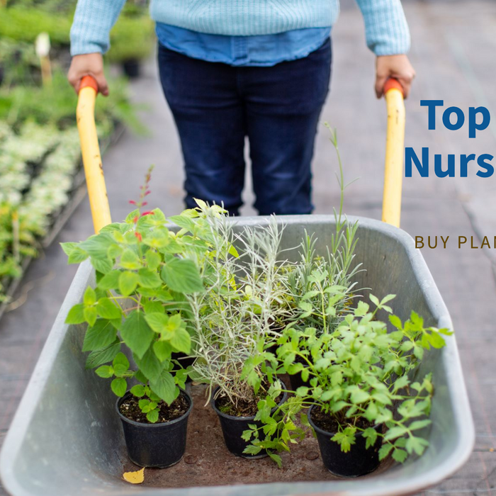 Buy Plants Online from the Top Plant Nursery in Delhi