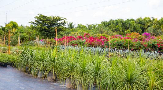 Bulk Plant Orders in India | Wholesale Nursery Plants Supplier | Saharanpur & Saharanpur Nursery