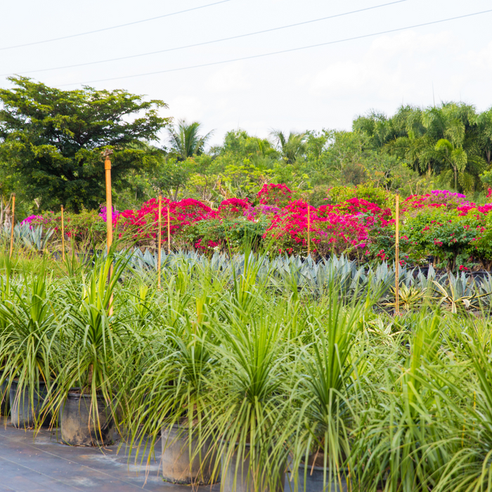 Bulk Plant Orders in India | Wholesale Nursery Plants Supplier | Saharanpur & Saharanpur Nursery