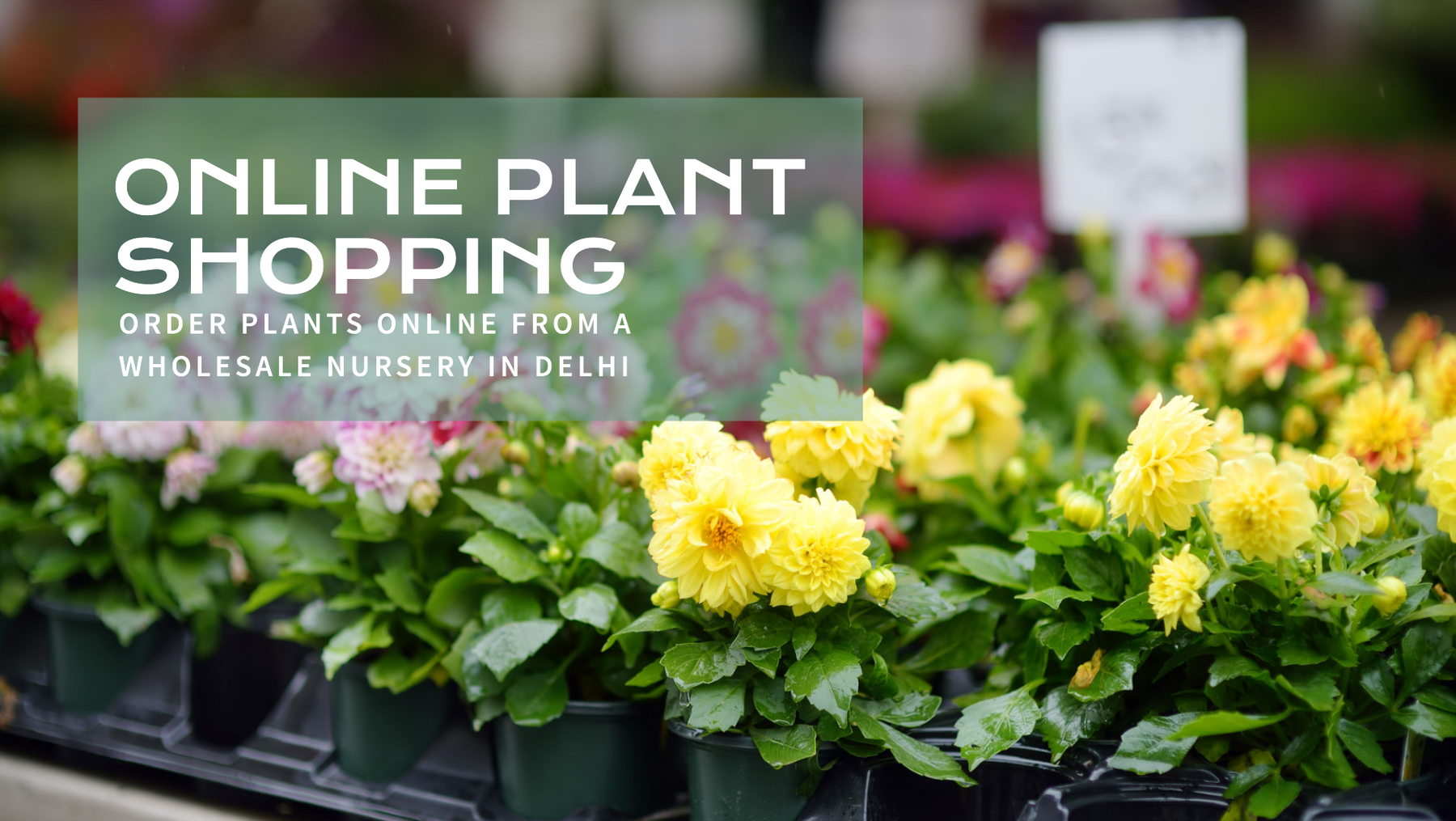 Wholesale Plant Nursery in Delhi Offering Online Ordering & Delivery