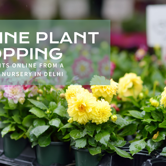 Wholesale Plant Nursery in Delhi Offering Online Ordering & Delivery