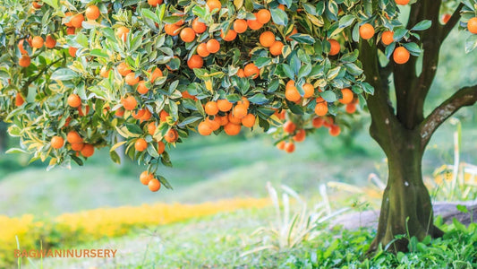 10 Best Fruit Trees to Grow in Your Home Garden