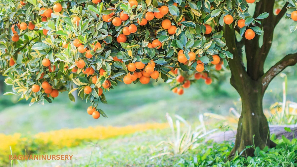 10 Best Fruit Trees to Grow in Your Home Garden — Saharanpur Nursery