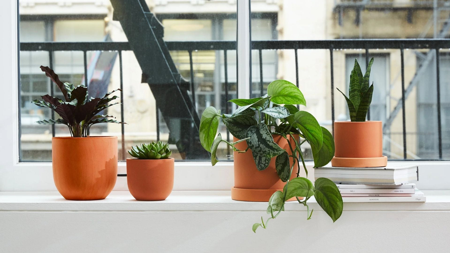 Beginner Indoor Plant Care Guide: Top 10 Tips Every New Plant Parent in India Must Know