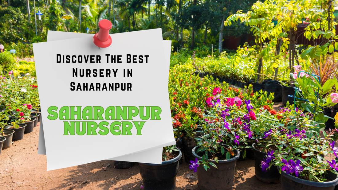 best nursery in saharanpur