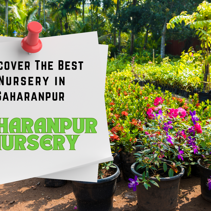 best nursery in saharanpur