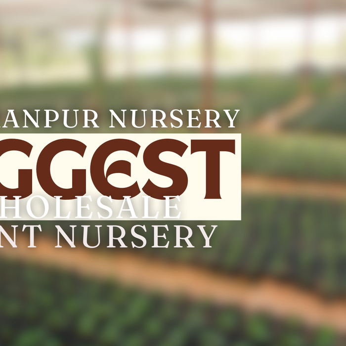 Biggest Wholesale Plant Nursery in Saharanpur - Saharanpur Nursery