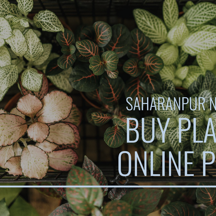 Buy Plants Online Pune: Saharanpur Nursery