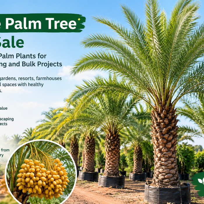 Date Palm Trees available for sale at a plant nursery for landscaping projects.
