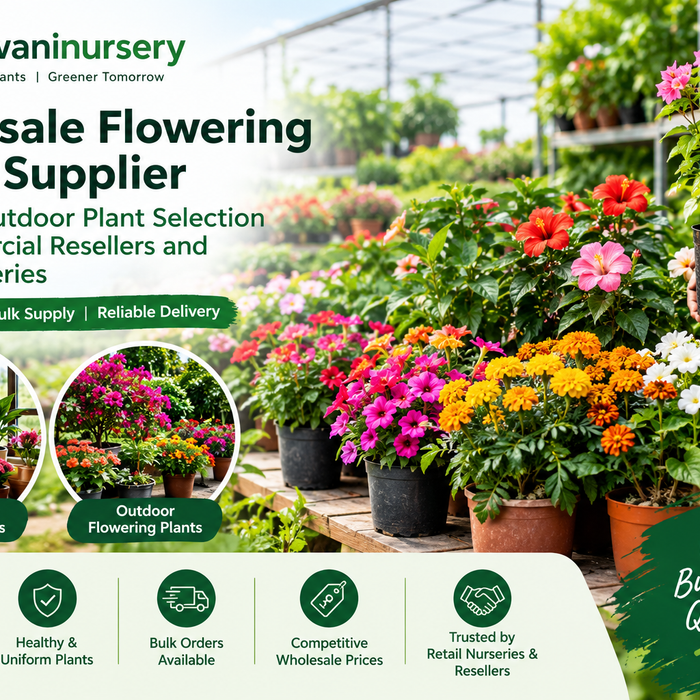 Wholesale flowering plants supplier for commercial resellers and retail nurseries in India