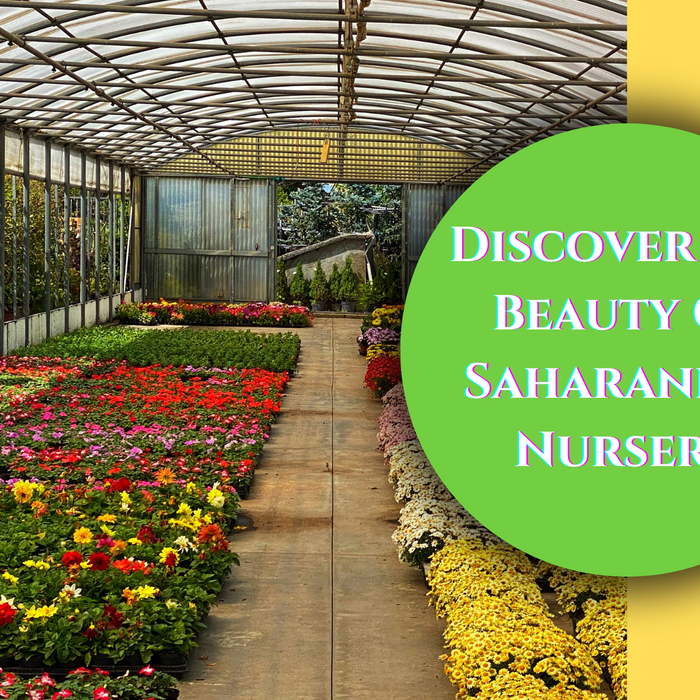 Saharanpur Nursery