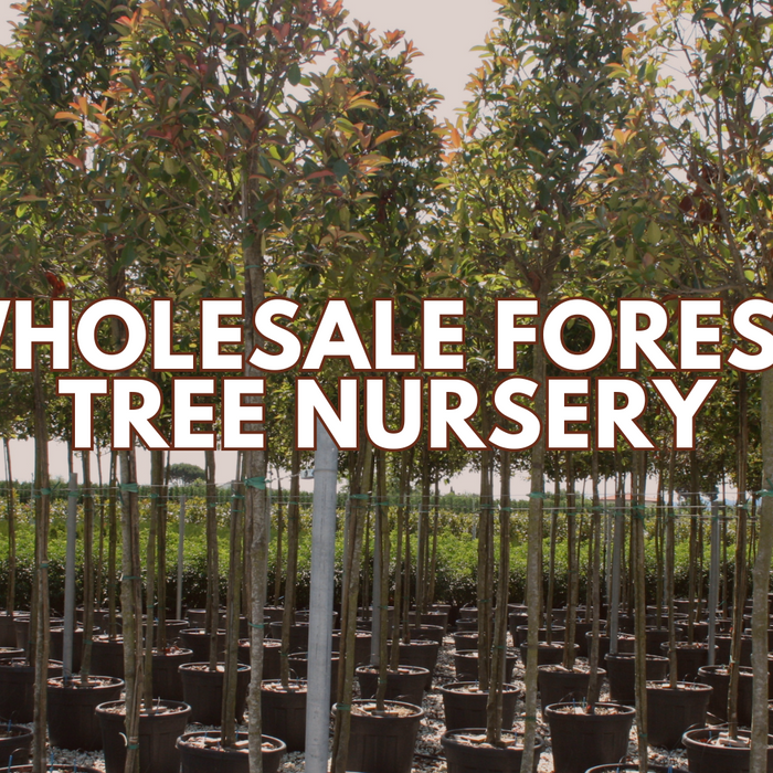 Best Forest Tree Supplier in India