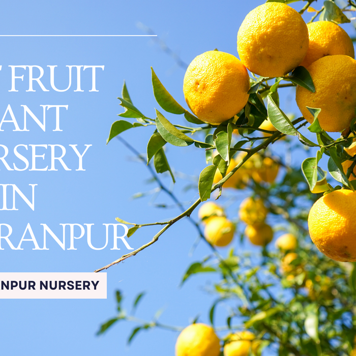 Best Fruit Plant Nursery in Saharanpur | Saharanpur Nursery