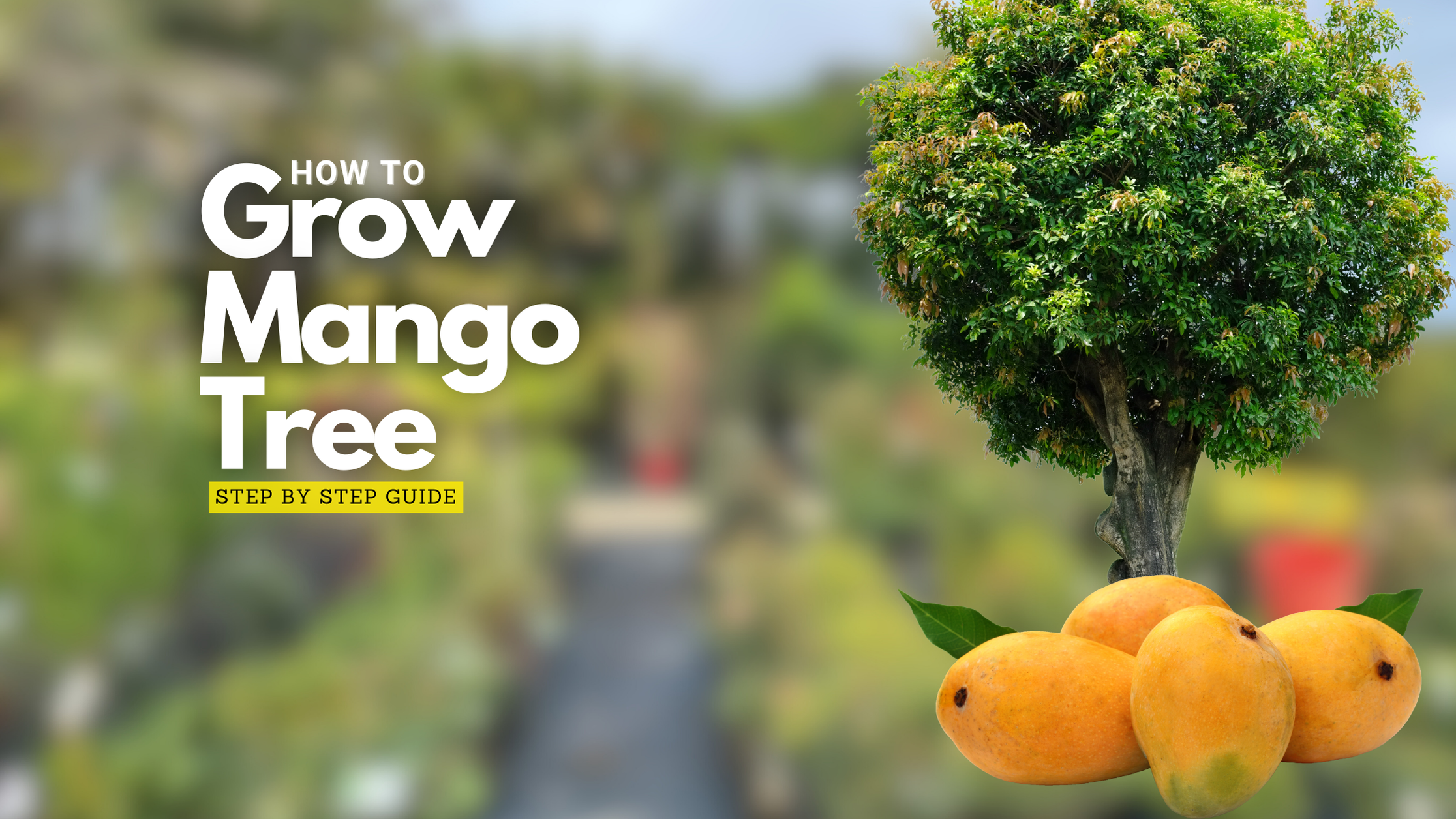 Things You Need to Know About Mango Cultivation — Saharanpur Nursery