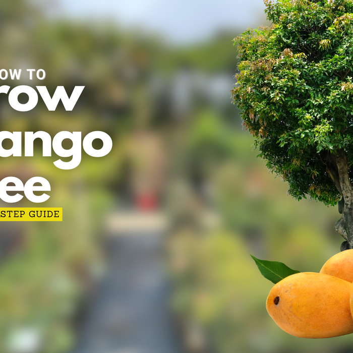 Things You Need to Know About Mango Cultivation