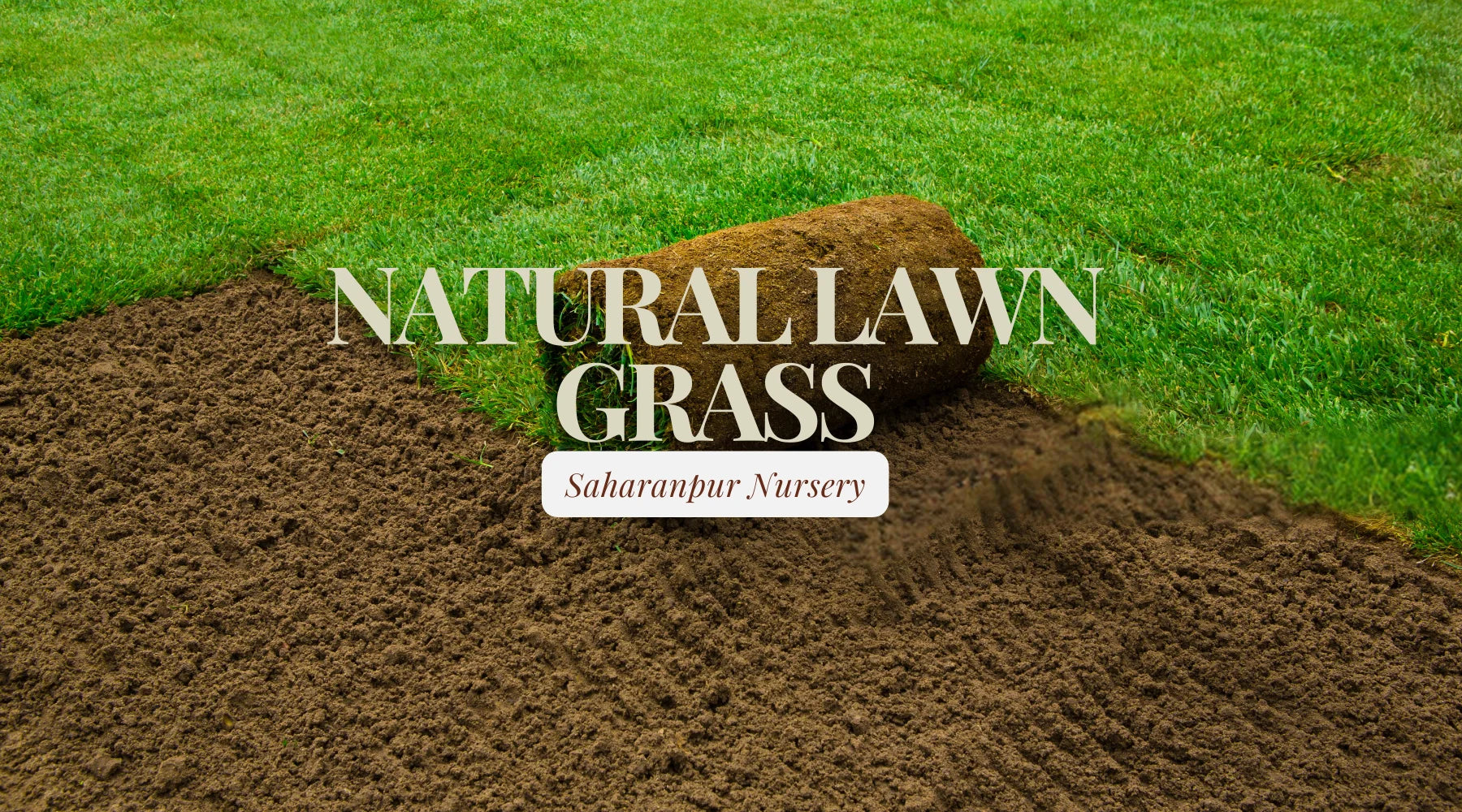Natural lawn grass carpet in Baghpat wholesale suppliers price