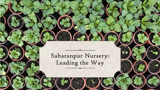 Nursery in India: A Flourishing Industry with Saharanpur Nursery Leading the Way