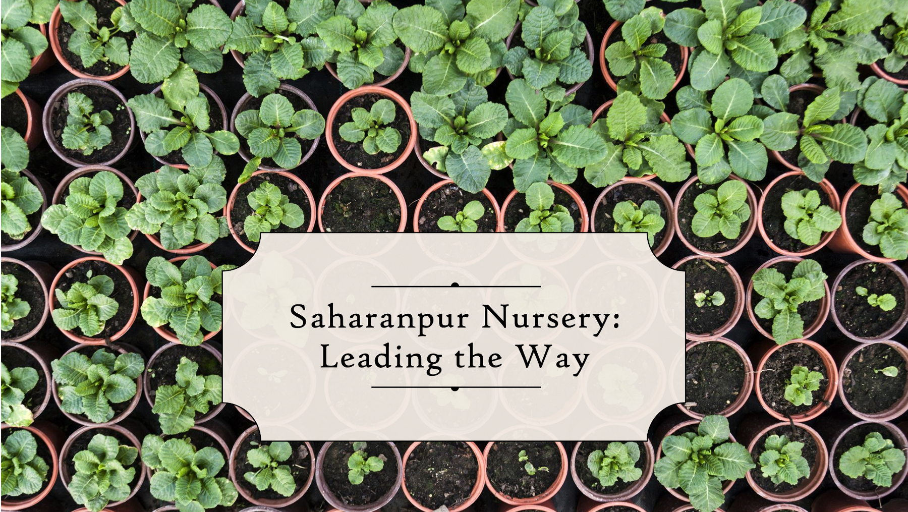 Nursery in India: A Flourishing Industry with Saharanpur Nursery Leading the Way