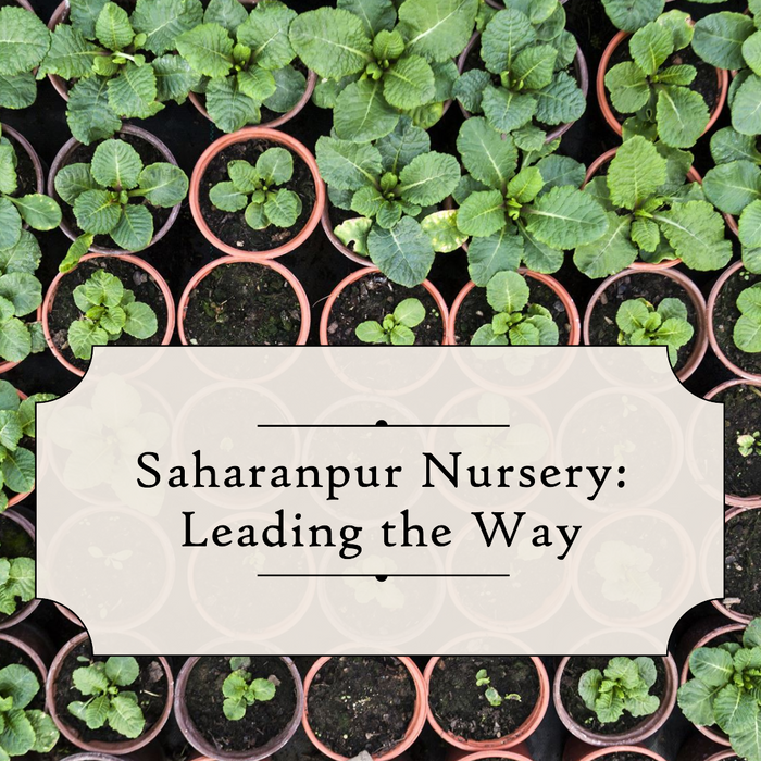 Nursery in India: A Flourishing Industry with Saharanpur Nursery Leading the Way