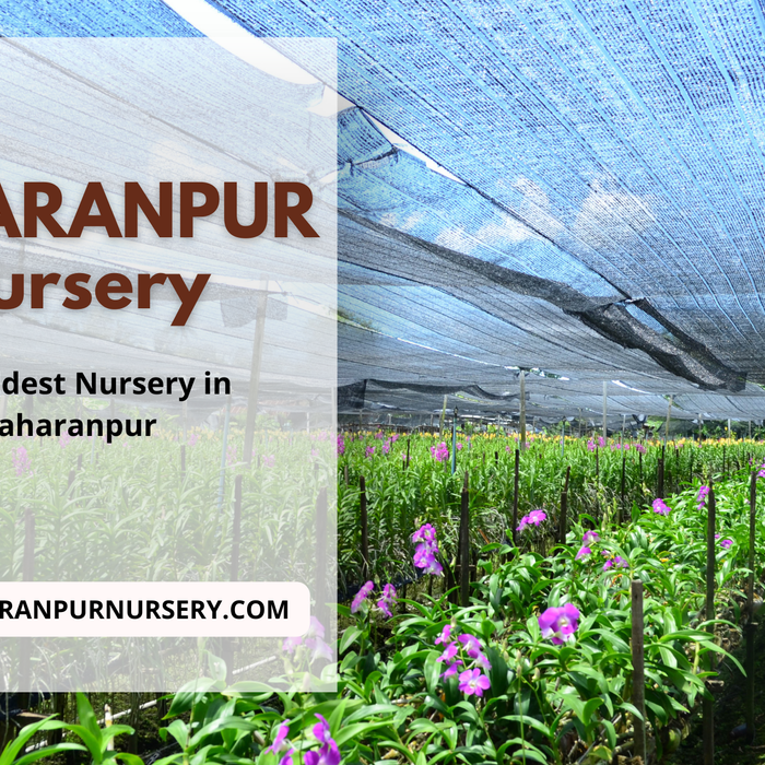 Discover the Beauty of Saharanpur Nursery: The Oldest Nursery in Saharanpur