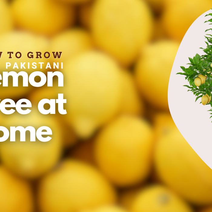 How to Grow Pakistani Lemon at Home: A Simple Guide