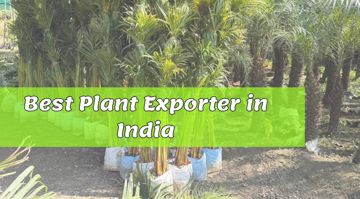 Best Plant Exporters in India, Top Plant Exporter in India, Bagwani Nursery Plant Exporter From India 