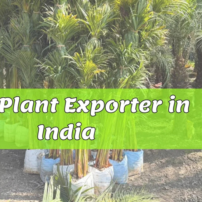 Best Plant Exporters in India, Top Plant Exporter in India, Bagwani Nursery Plant Exporter From India 