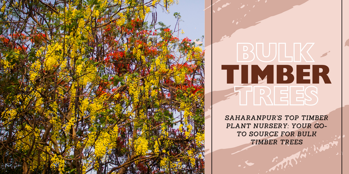 Saharanpur's Top Timber Plant Nursery: Your Go-To Source for Bulk Timb ...