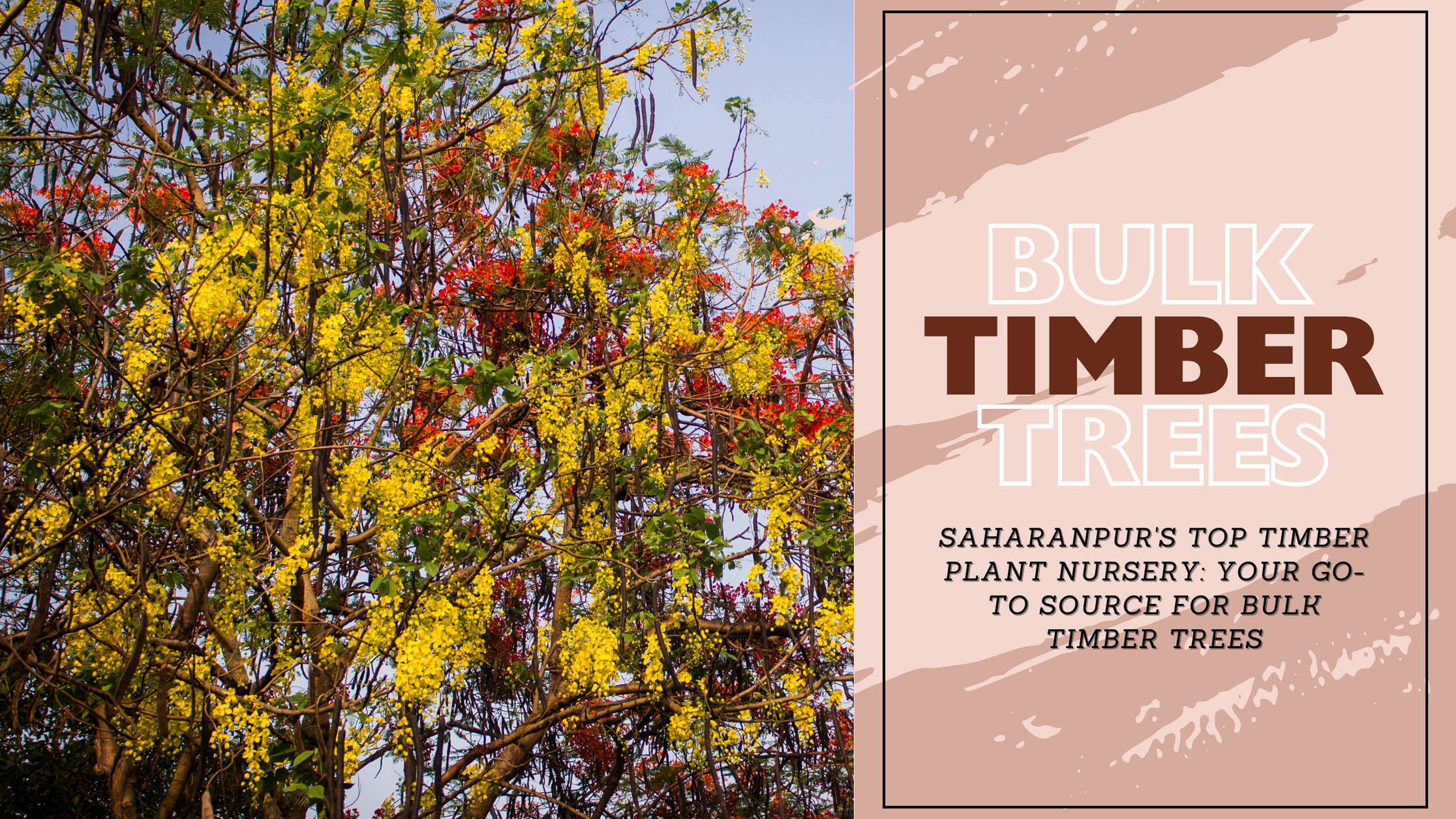 Saharanpur's Top Timber Plant Nursery: Your Go-To Source for Bulk Timb ...