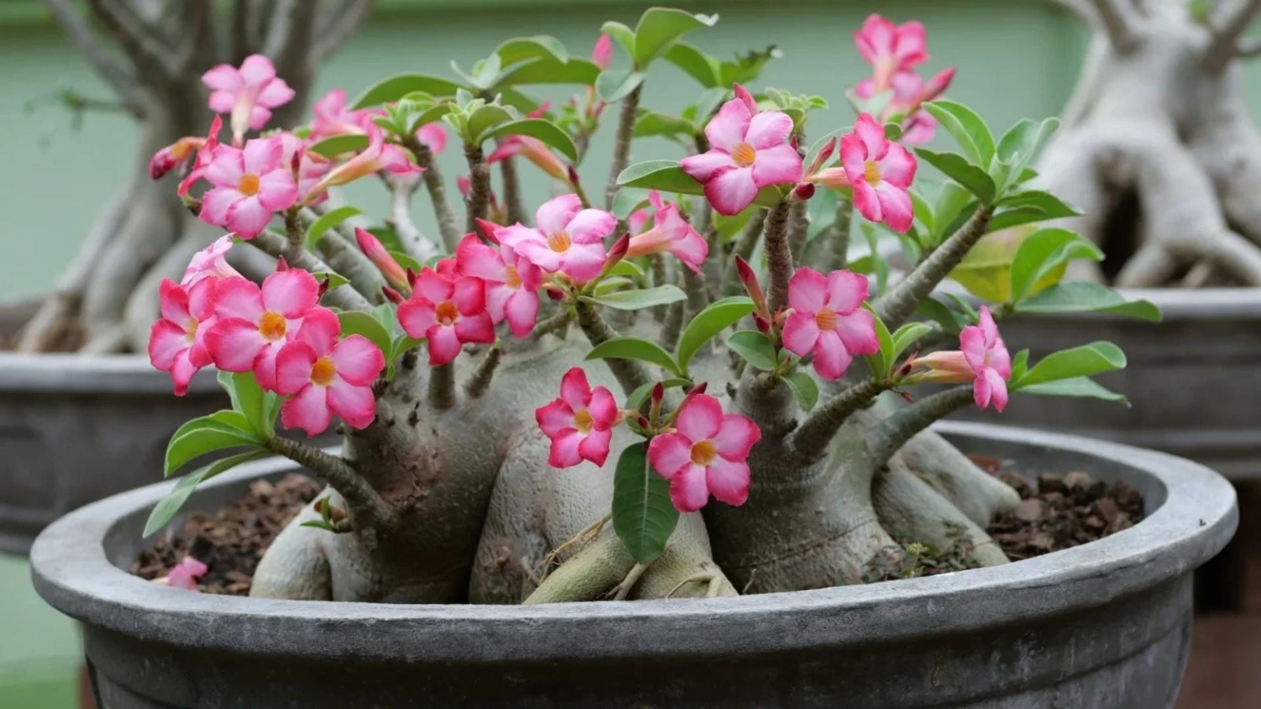 How to Grow Adenium in India – Simple Care Tips for the Desert Rose Plant at Home
