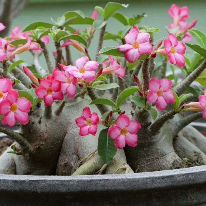 How to Grow Adenium in India – Simple Care Tips for the Desert Rose Plant at Home